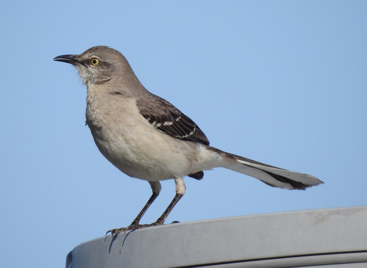 Northern Mockingbird - ML327036431