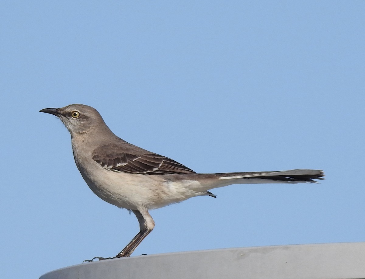 Northern Mockingbird - ML327036441