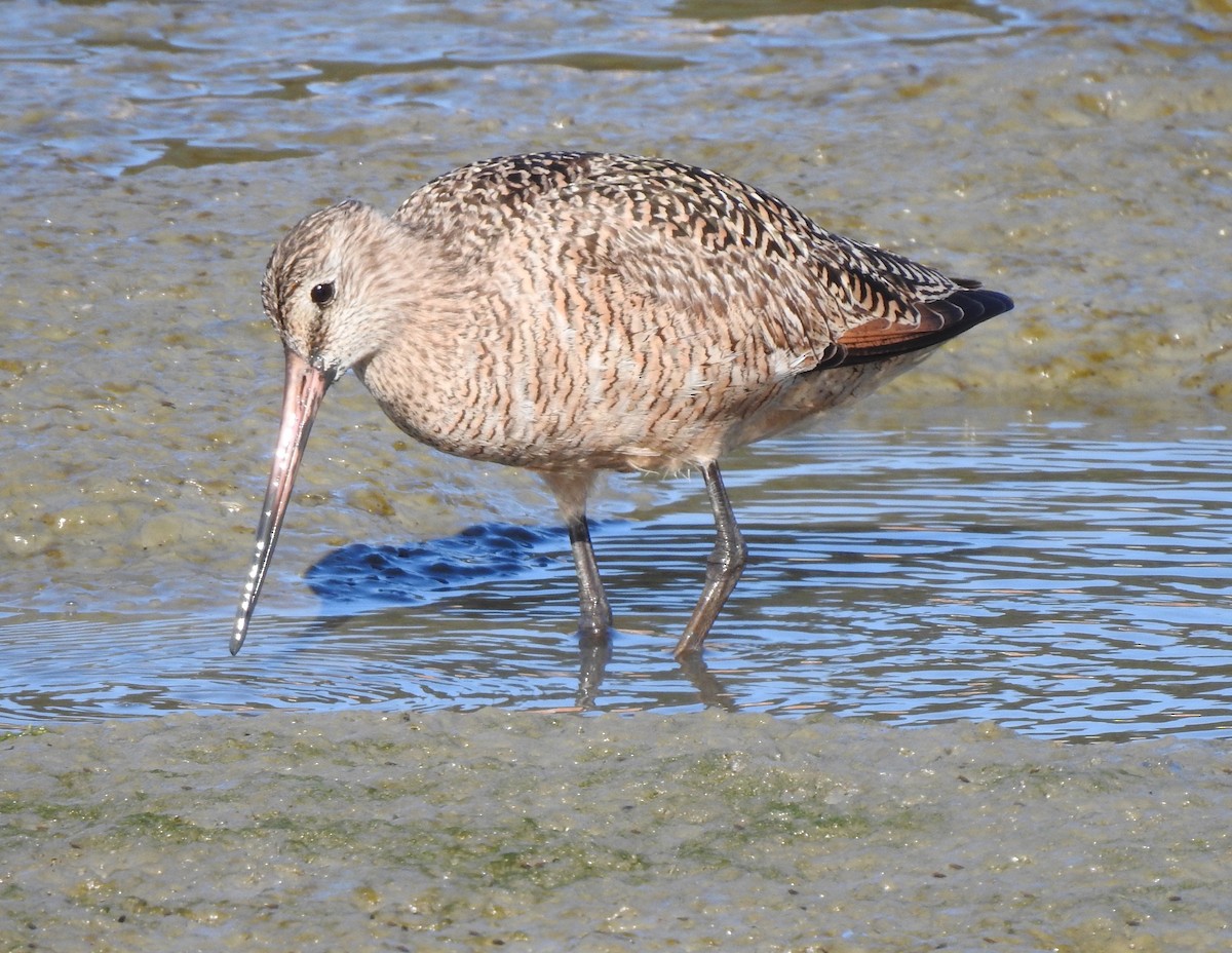 Marbled Godwit - ML327036481