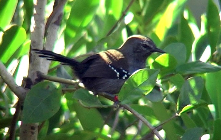 Marsh Antwren (Parana) - ML327036561