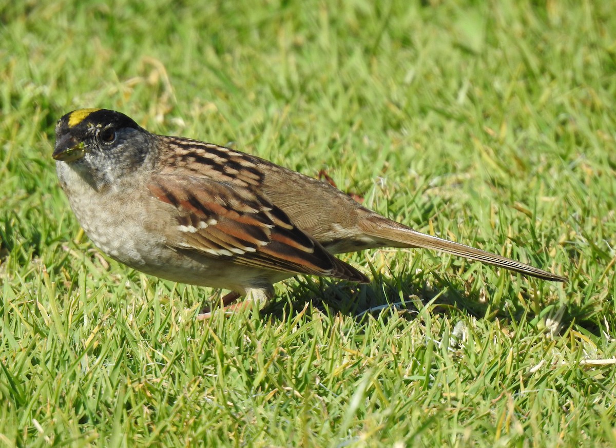 Golden-crowned Sparrow - ML327036621