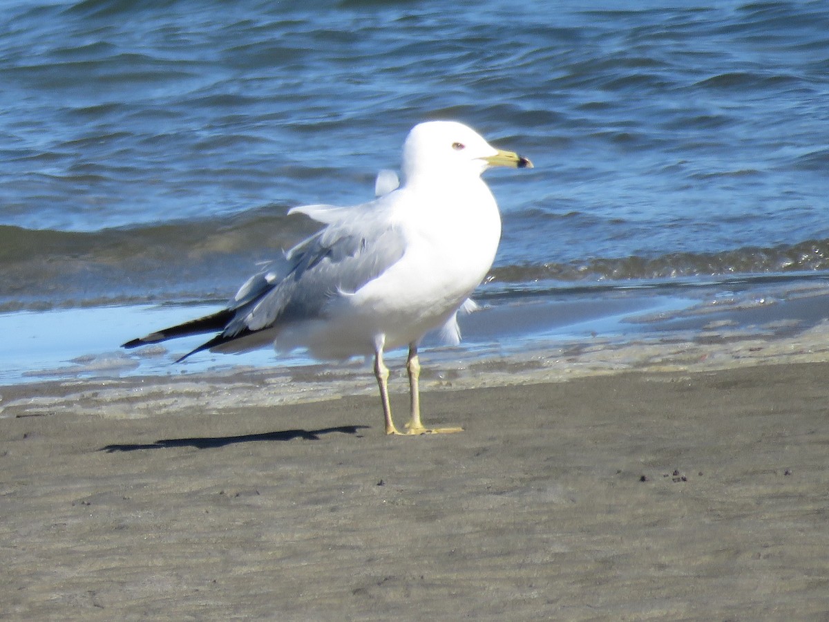 Ring-billed Gull - Pam Otley