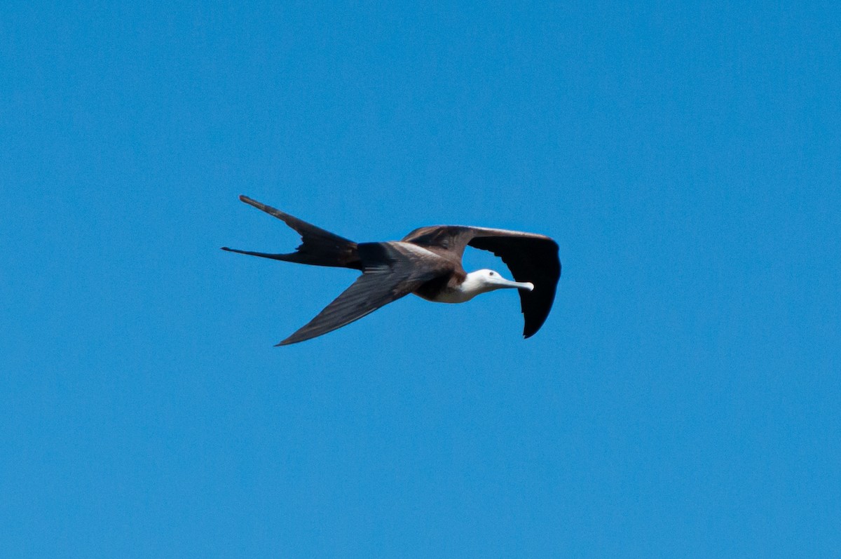 Magnificent Frigatebird - Andrés  Pereira