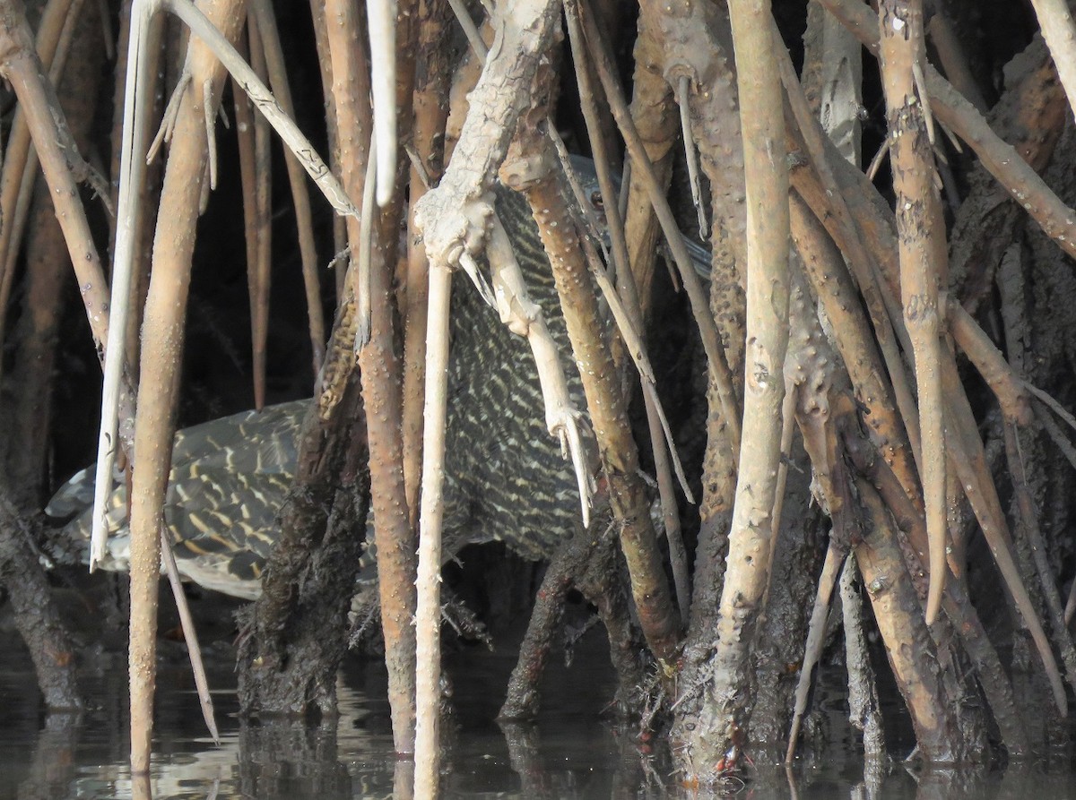 White-crested Tiger-Heron - Bram Piot