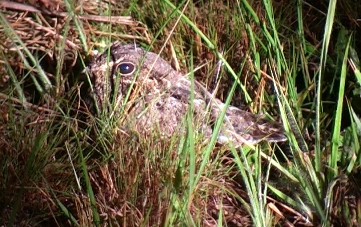 Sickle-winged Nightjar - ML327040451