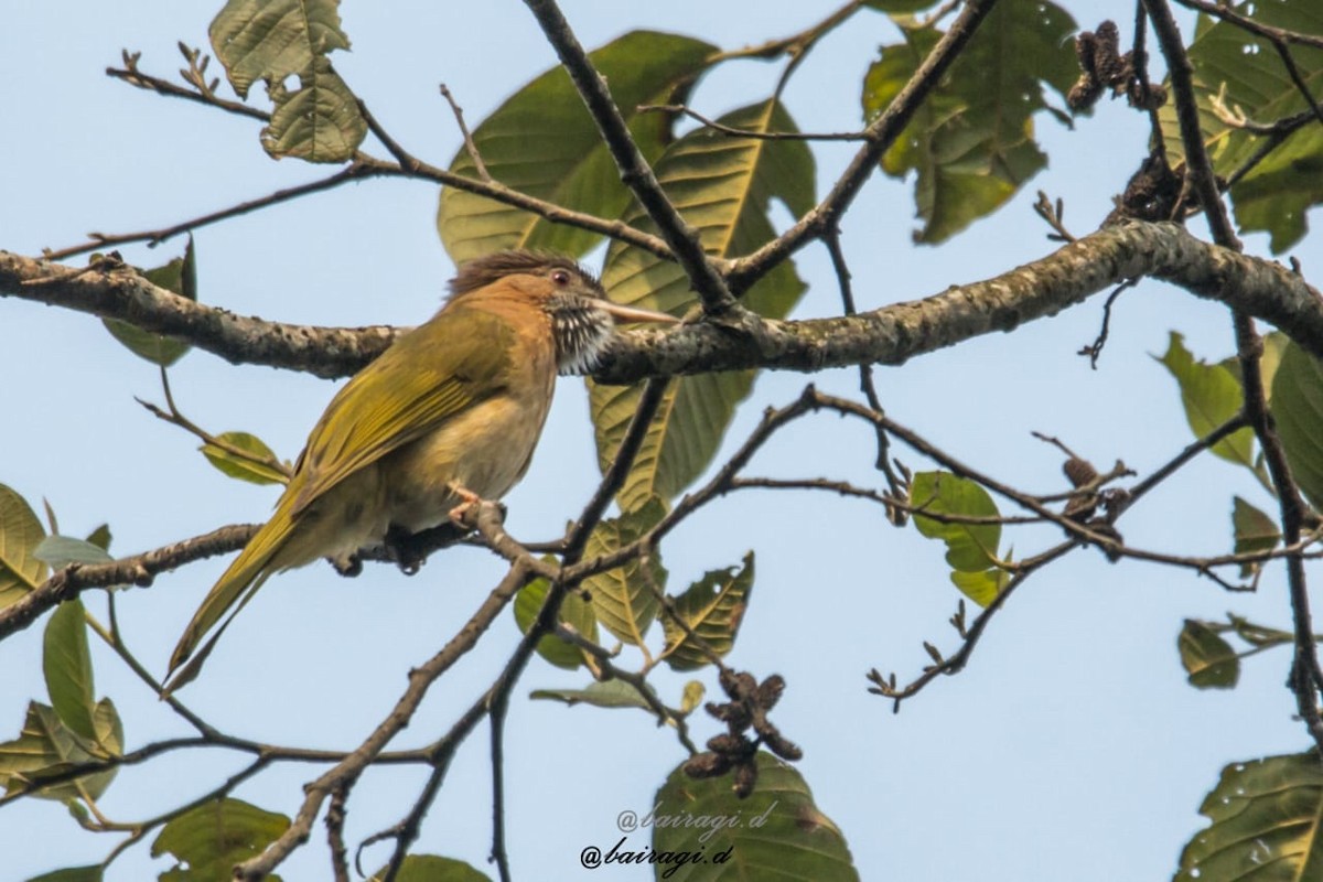 Mountain Bulbul - ML327040491