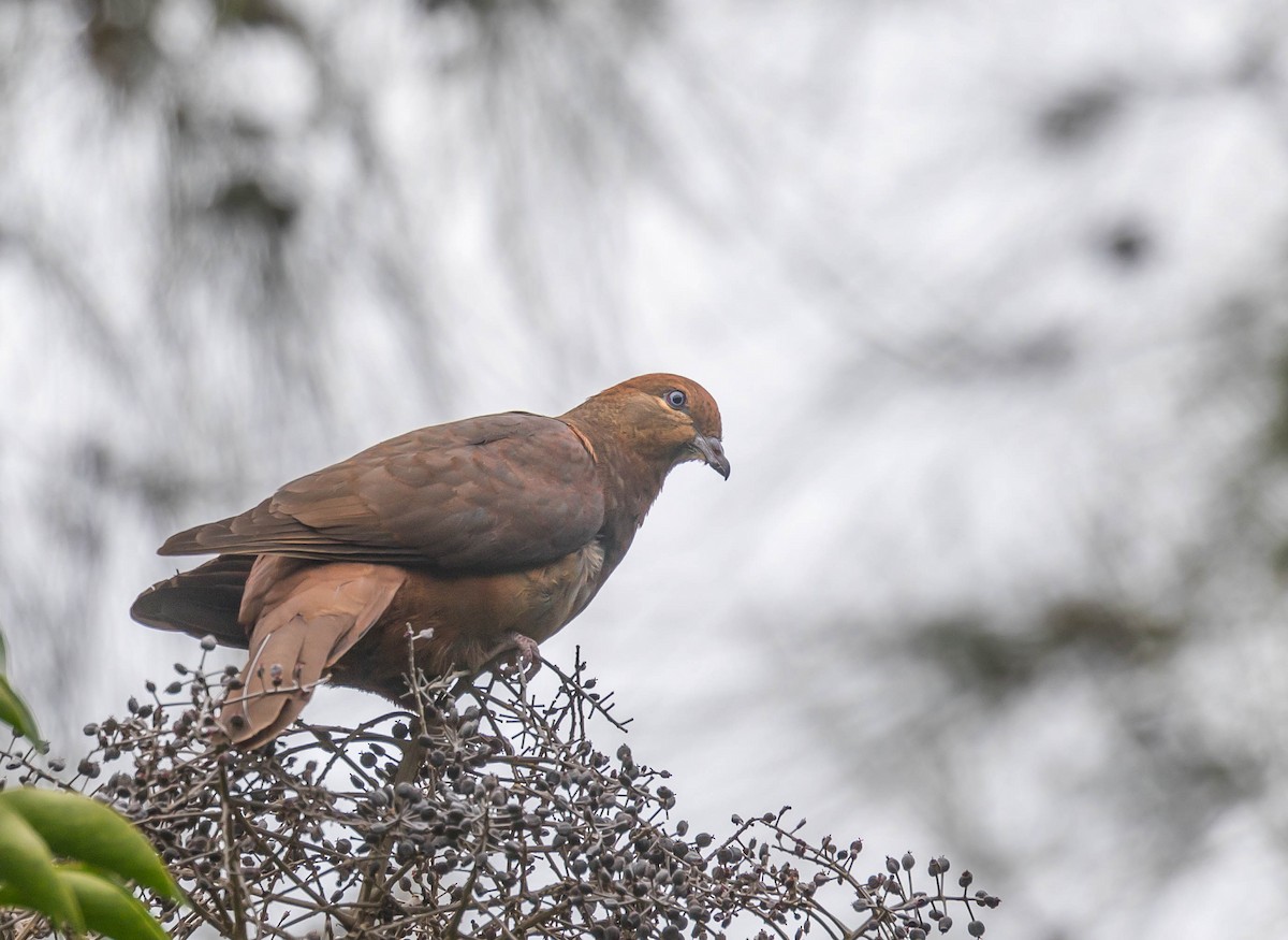 Brown Cuckoo-Dove - ML327040601
