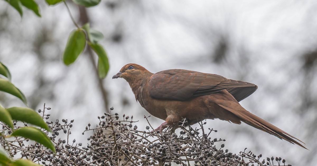 Brown Cuckoo-Dove - ML327040611