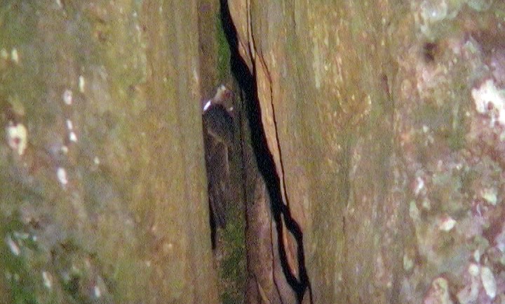 Biscutate Swift - ML327040921