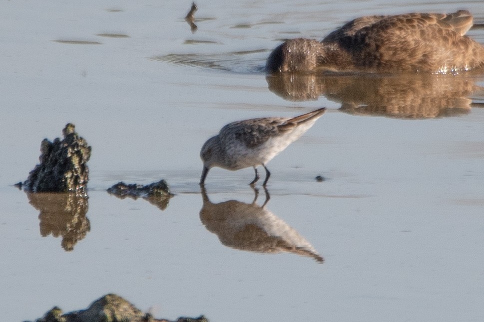 Western Sandpiper - William Kelley