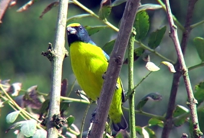 Green-throated Euphonia - Josep del Hoyo