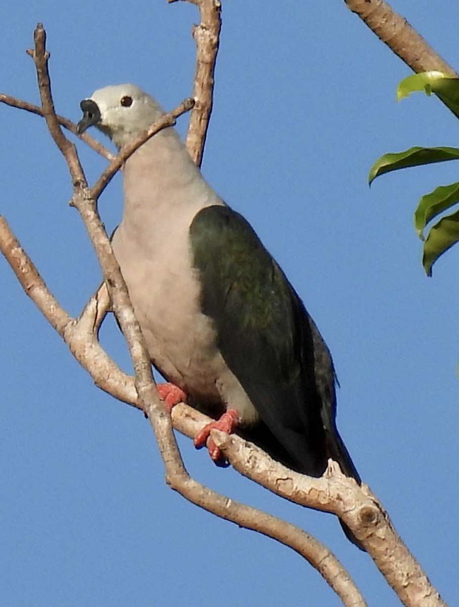 Pacific Imperial-Pigeon - ML327043181