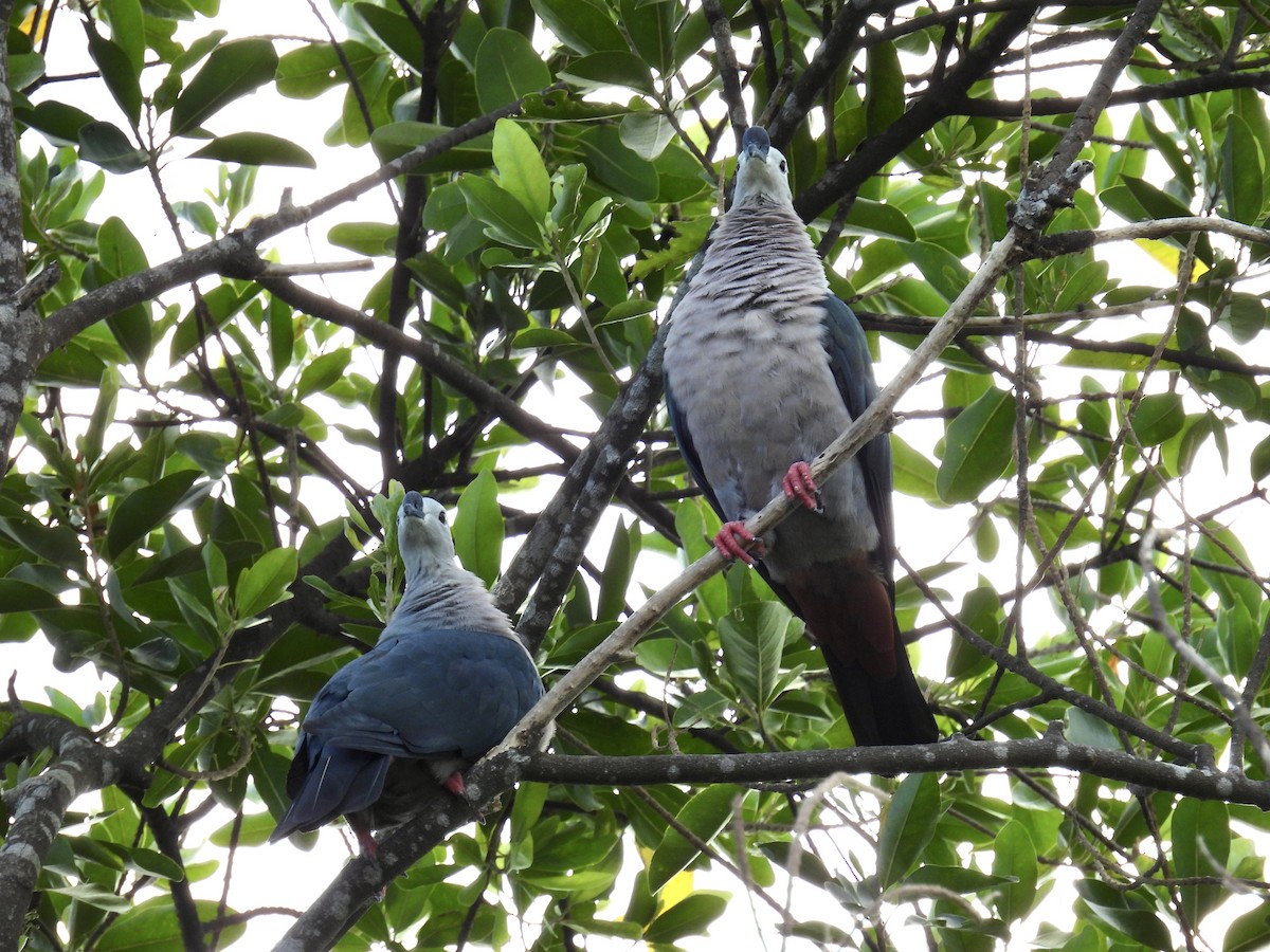 Pacific Imperial-Pigeon - ML327043271
