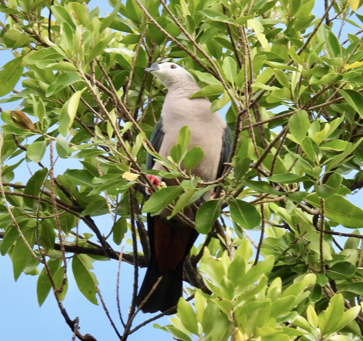 Pacific Imperial-Pigeon - ML327043281