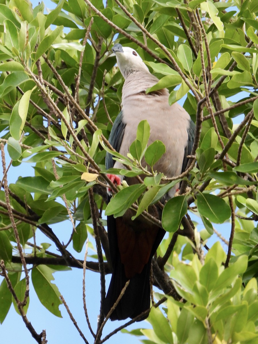 Pacific Imperial-Pigeon - ML327043291