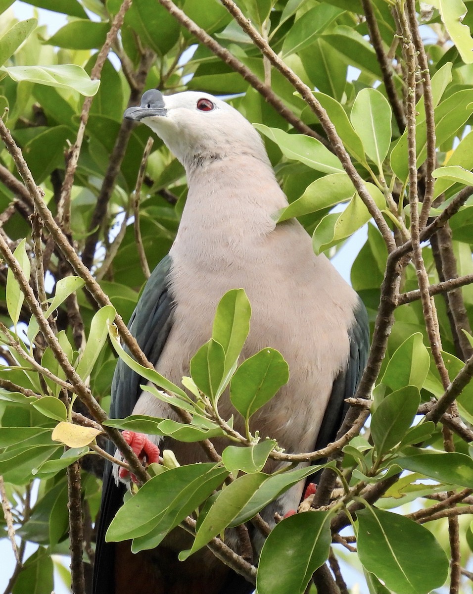 Pacific Imperial-Pigeon - ML327043301