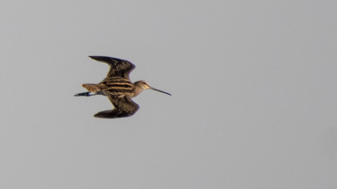 Common Snipe - Parmil Kumar