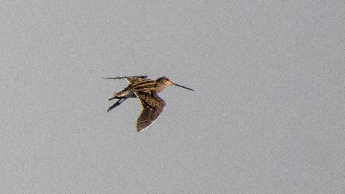 Common Snipe - Parmil Kumar