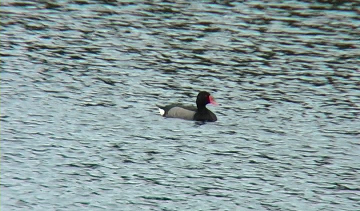 Rosy-billed Pochard - ML327046181