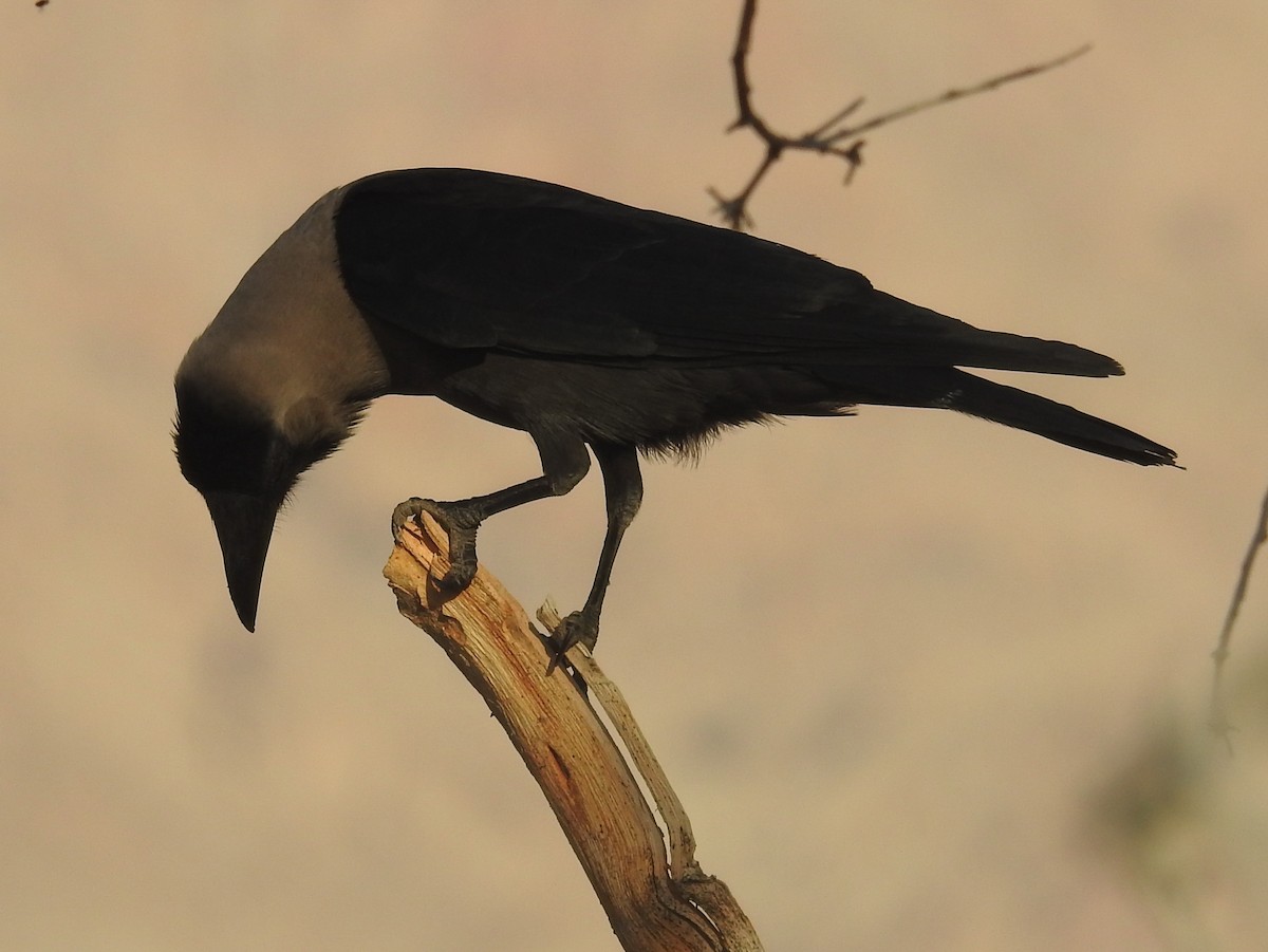 House Crow - ML327046411