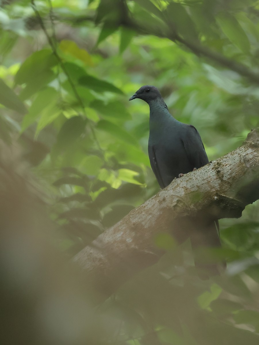 Black Wood-Pigeon - ML327047931