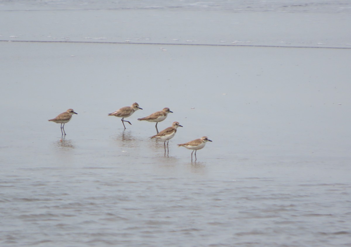 Greater Sand-Plover - ML327047941