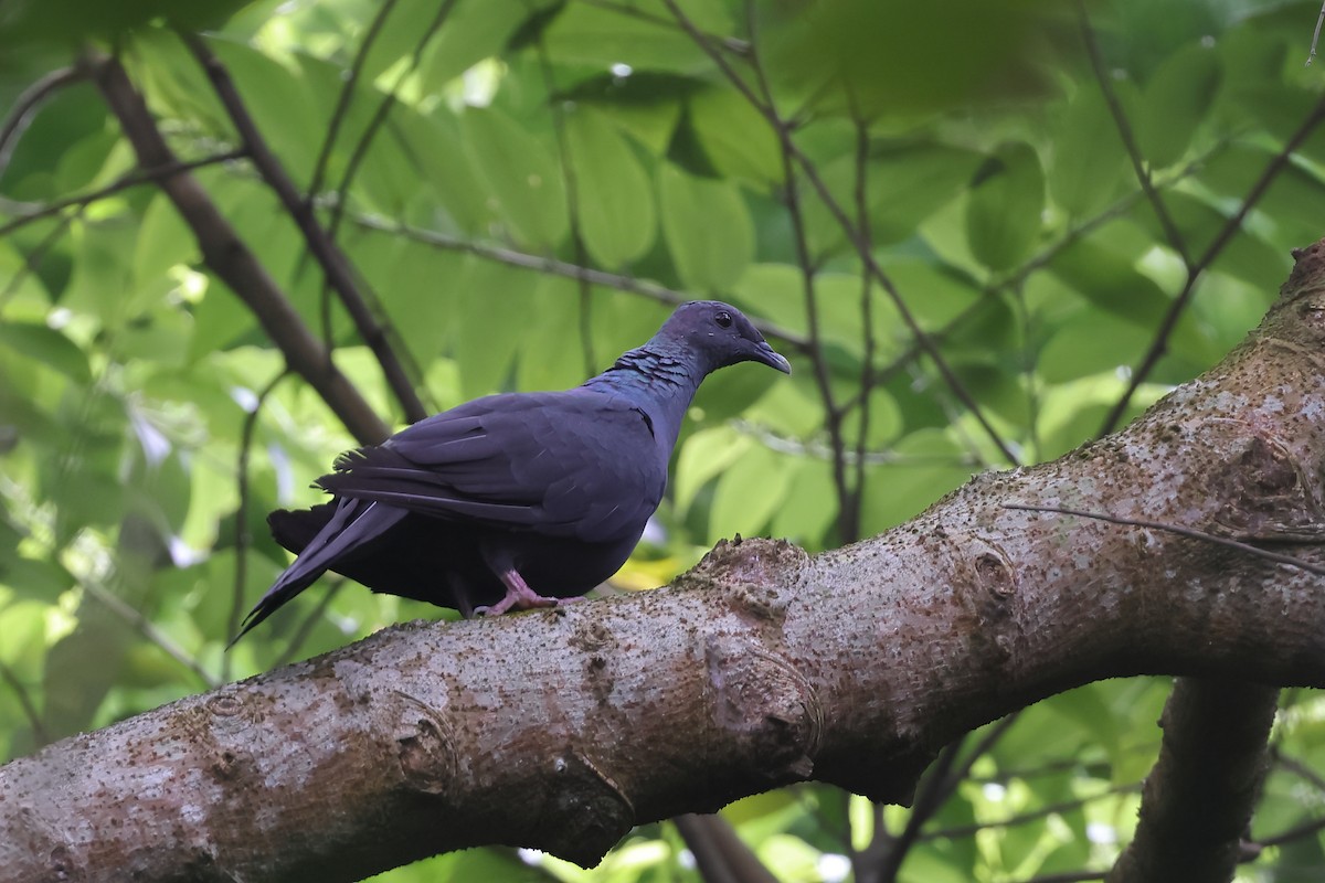 Black Wood-Pigeon - ML327047951