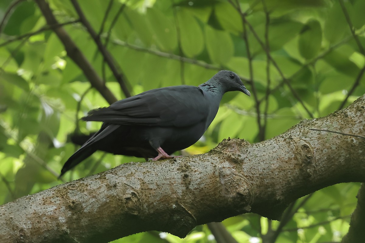 Black Wood-Pigeon - ML327047961