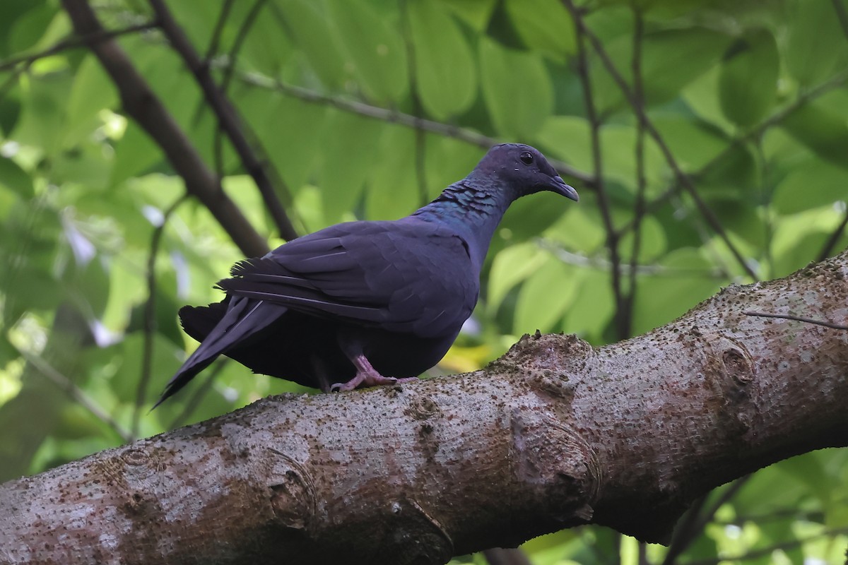 Black Wood-Pigeon - ML327047981