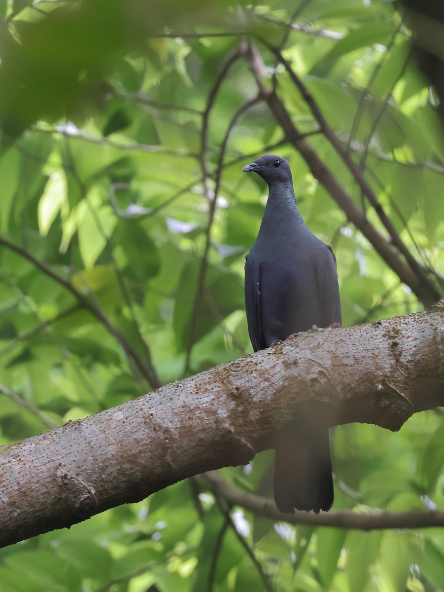 Black Wood-Pigeon - ML327047991