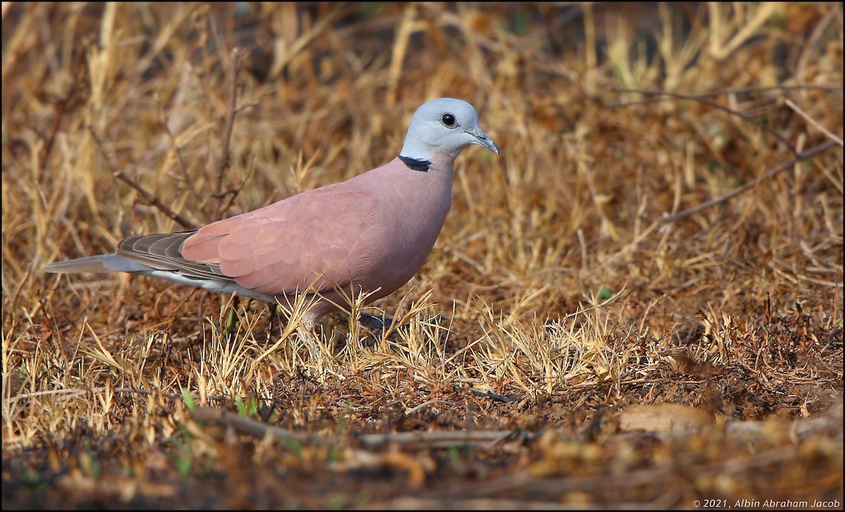 Red Collared-Dove - Albin Jacob