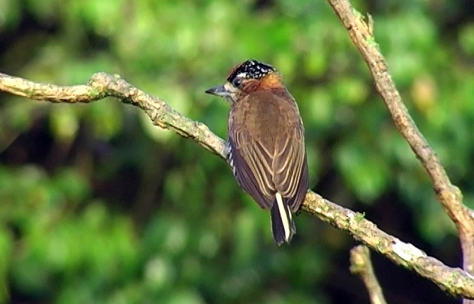 Ochre-collared Piculet - Josep del Hoyo