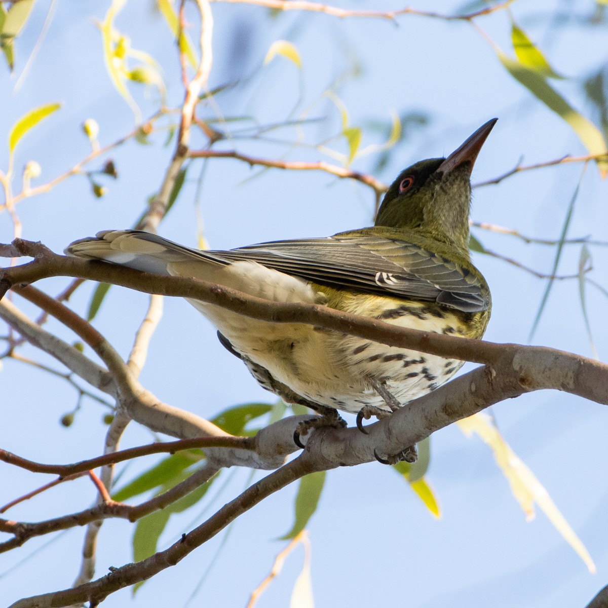 Olive-backed Oriole - ML327048231