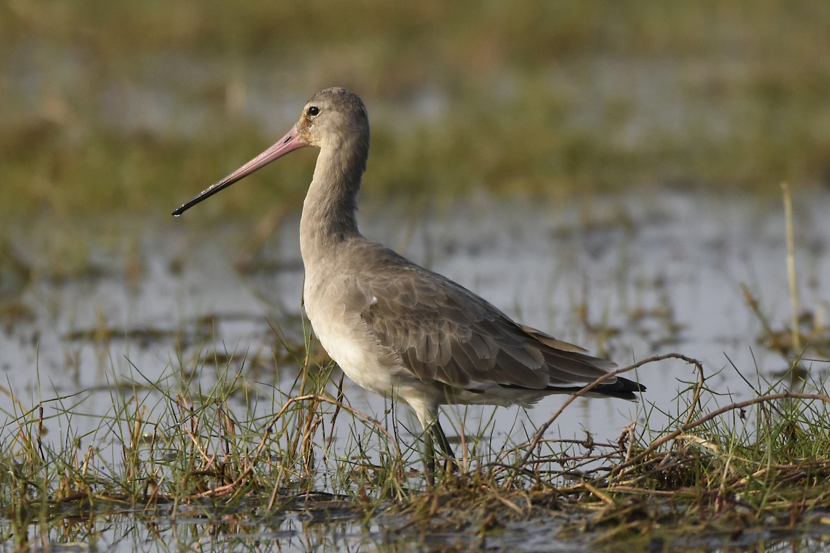 Black-tailed Godwit - Sandeep Biswas