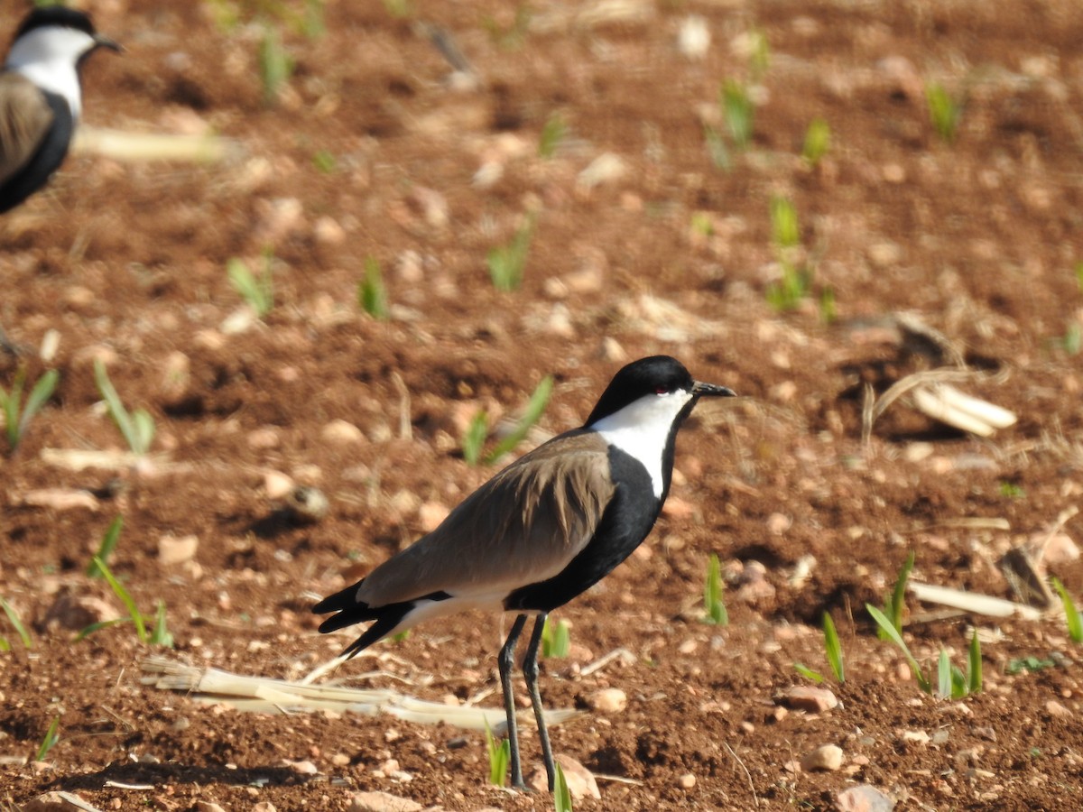 Spur-winged Lapwing - ML327049321