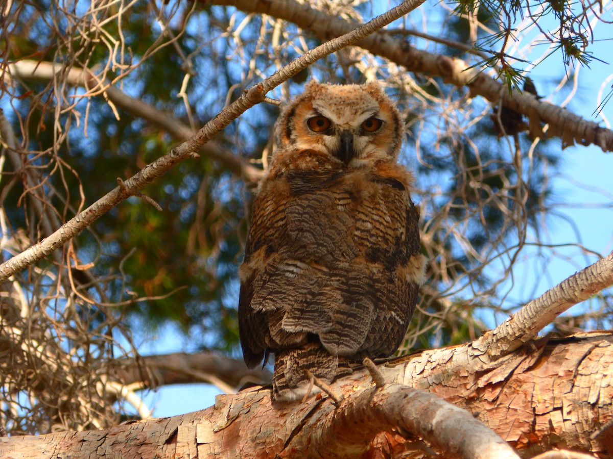 Great Horned Owl - ML32704991