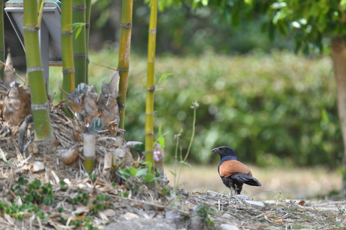 Grand Coucal (groupe sinensis) - ML327050151