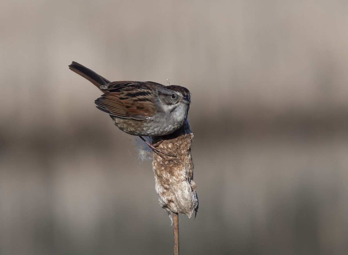 Swamp Sparrow - ML327050661