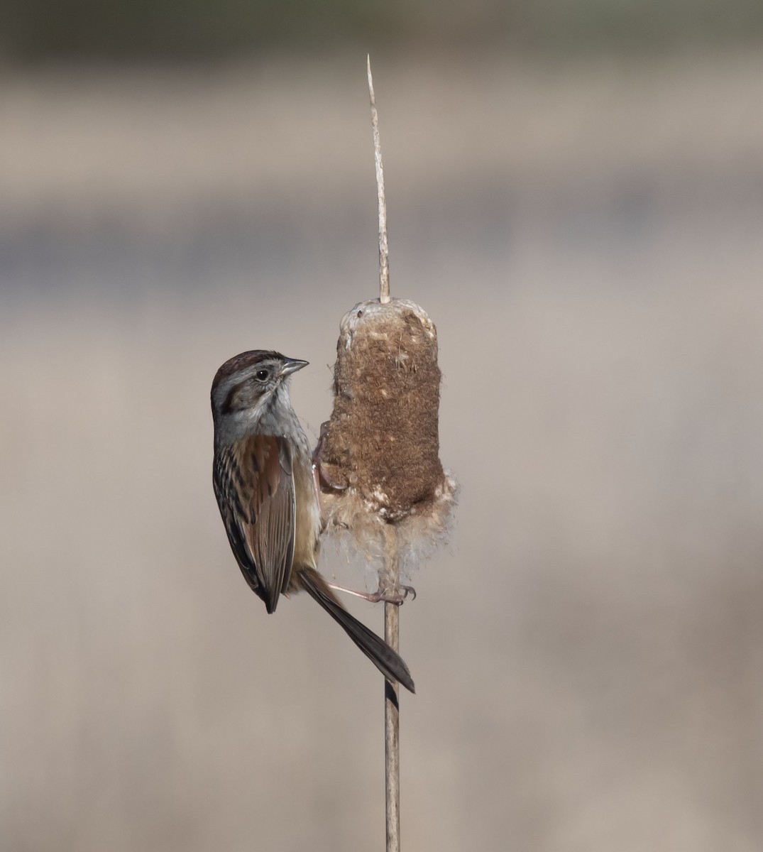 Swamp Sparrow - ML327050671