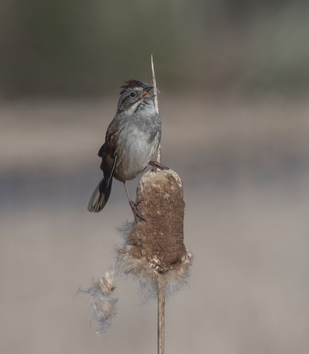 Swamp Sparrow - ML327050701