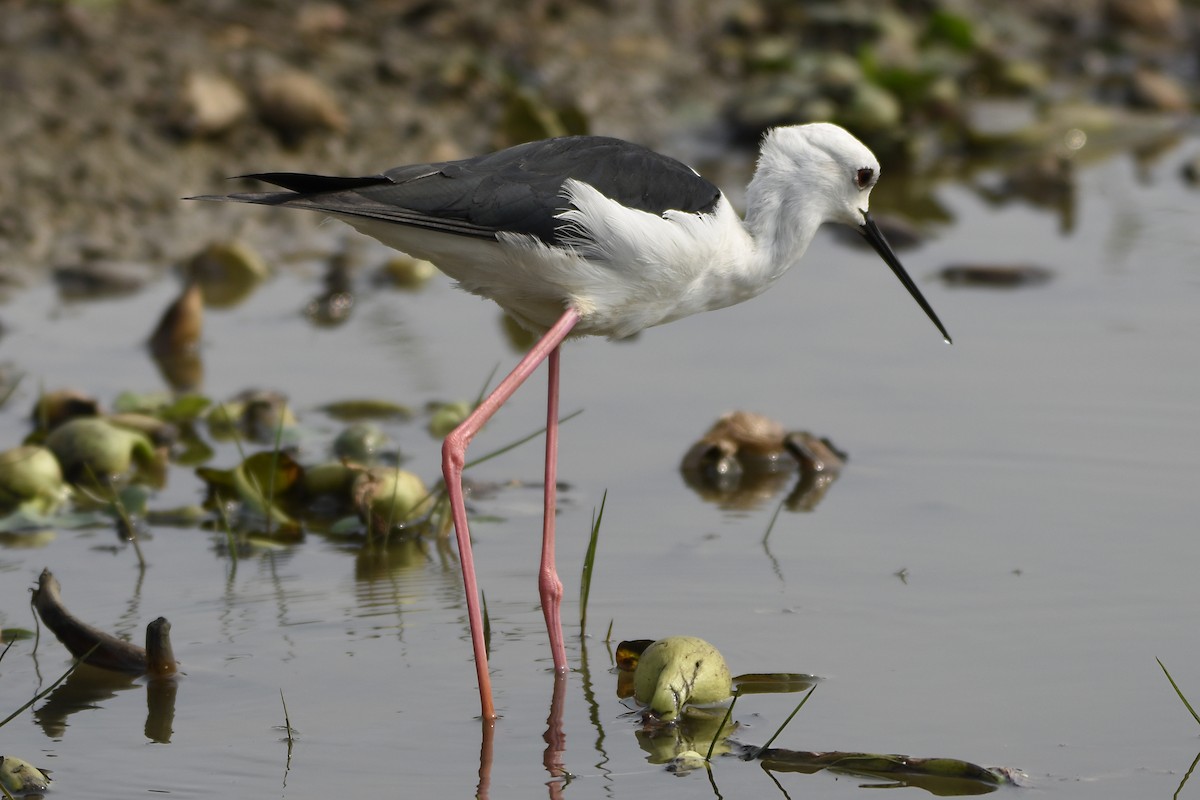 Black-winged Stilt - Sandeep Biswas