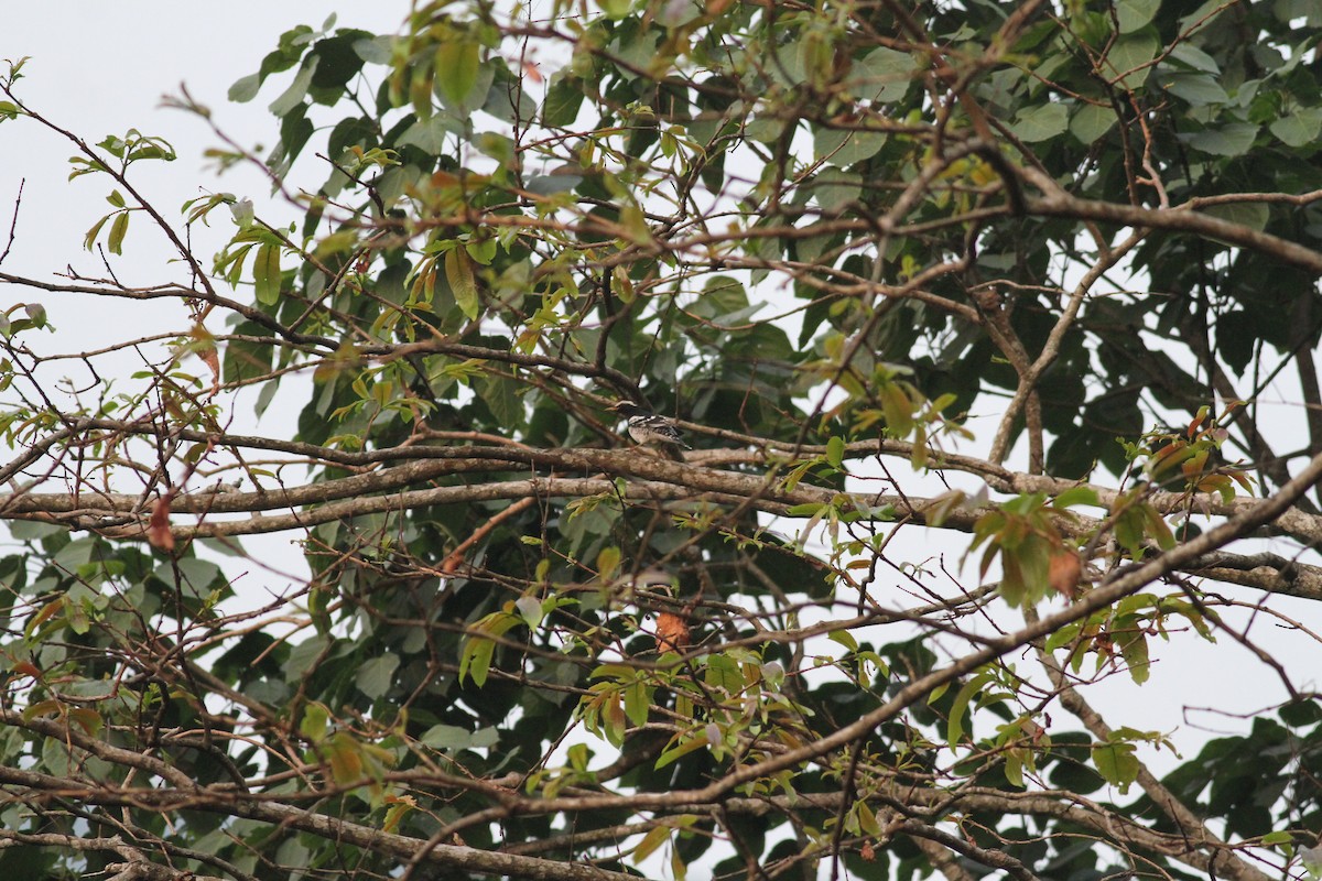 Pied Thrush - ML327051651