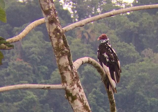 Turkey Vulture - Matt Brady