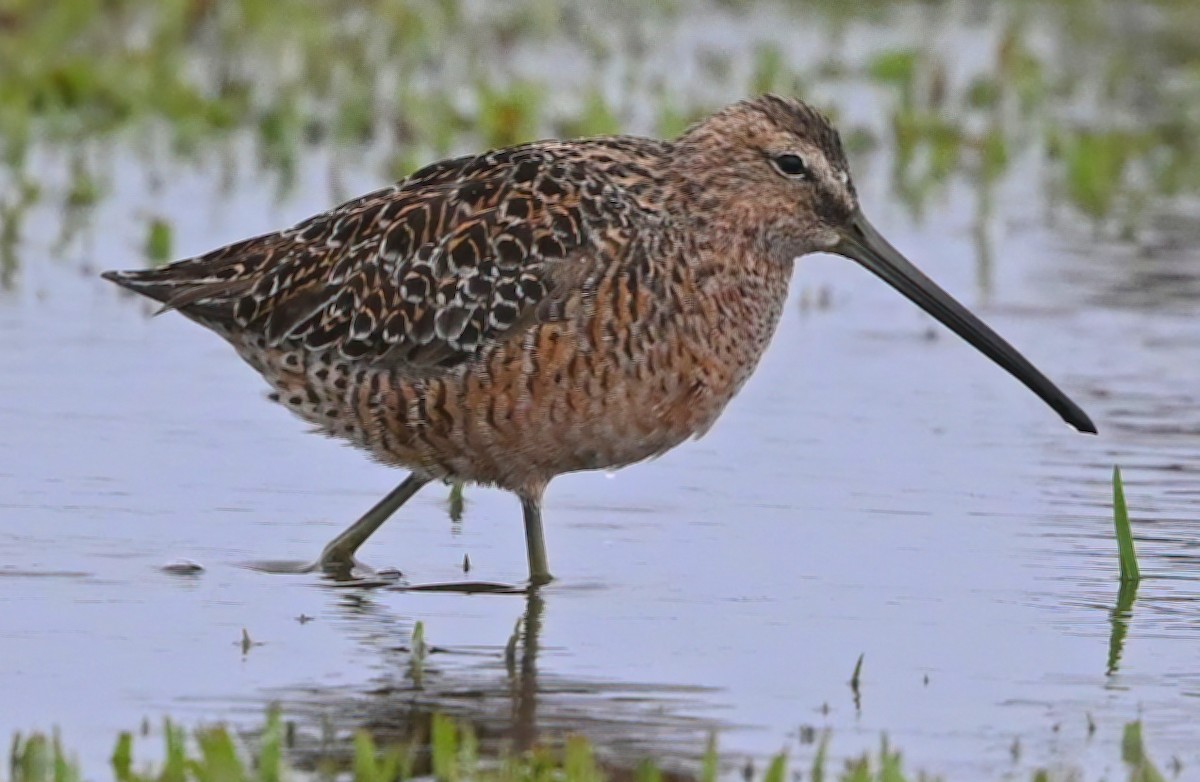 Long-billed Dowitcher - Ann Stinely