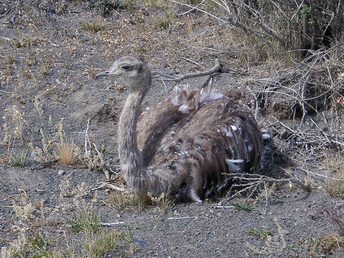 Lesser Rhea - Mario Vigo