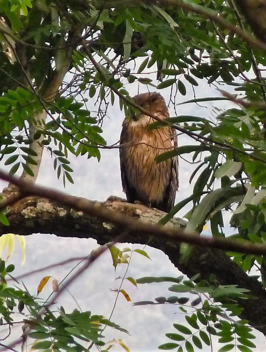 Brown Fish-Owl - ML327055421