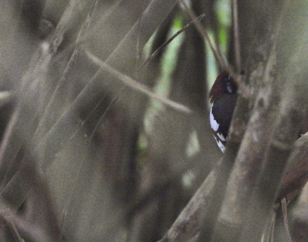 Chestnut-capped Thrush - ML327056401