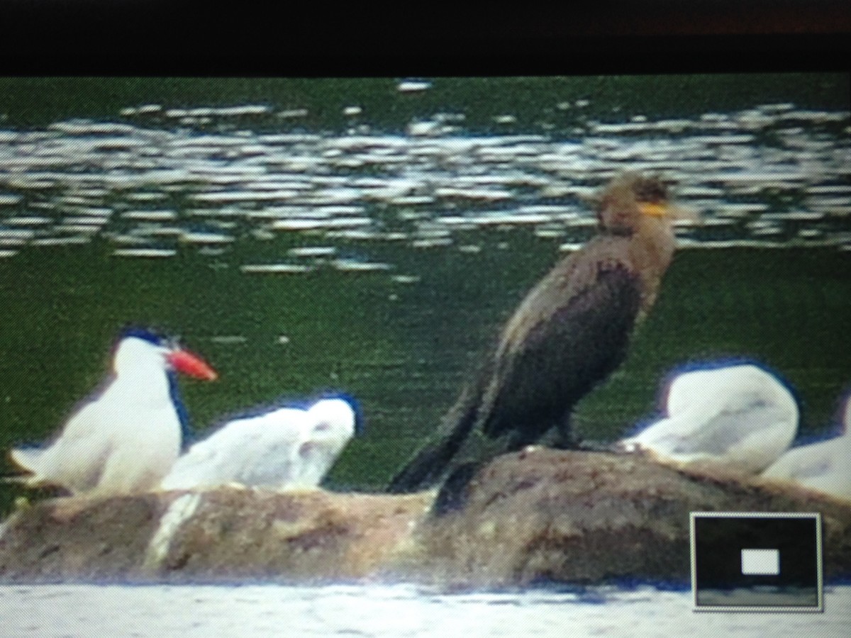 Caspian Tern - ML32705711