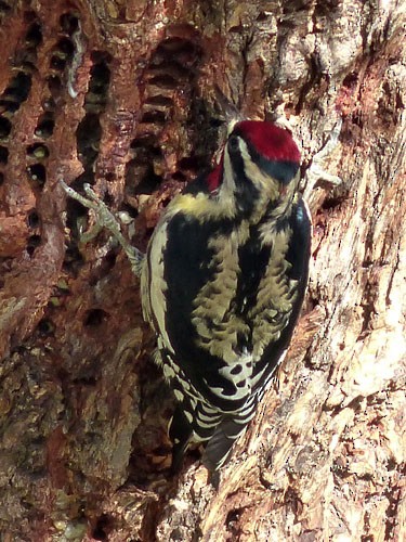 Red-naped Sapsucker - ML32705731