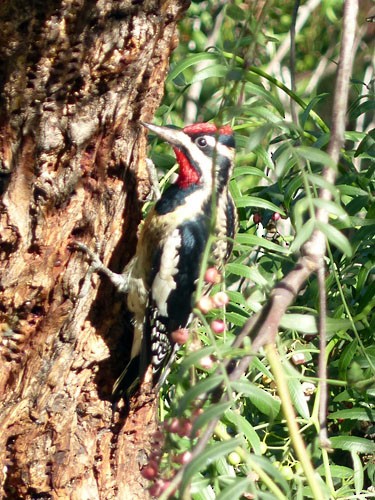 Red-naped Sapsucker - ML32705751